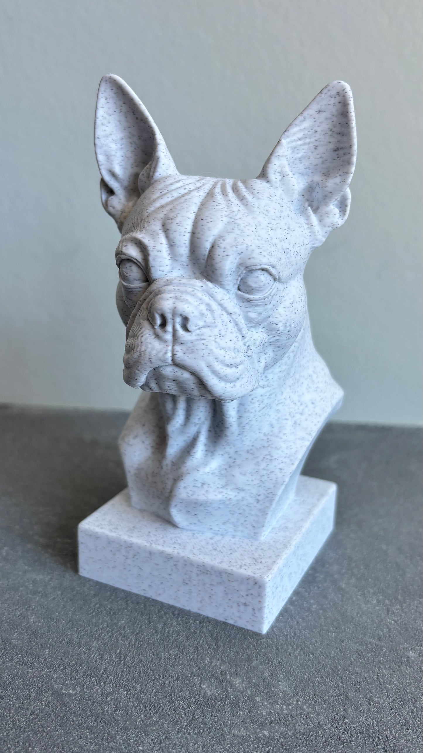 Buste Franse Bulldog of Boston terrier